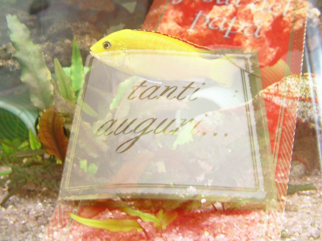Auguri