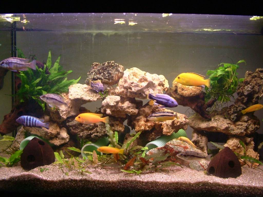 Acquario