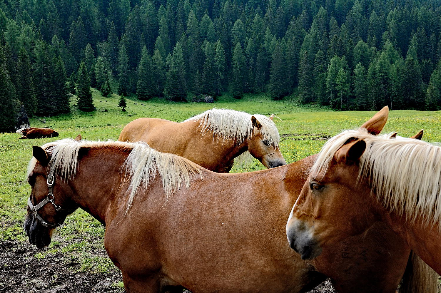 Cavalli al pascolo