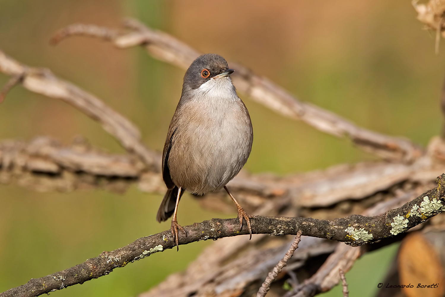 Occhiocotto