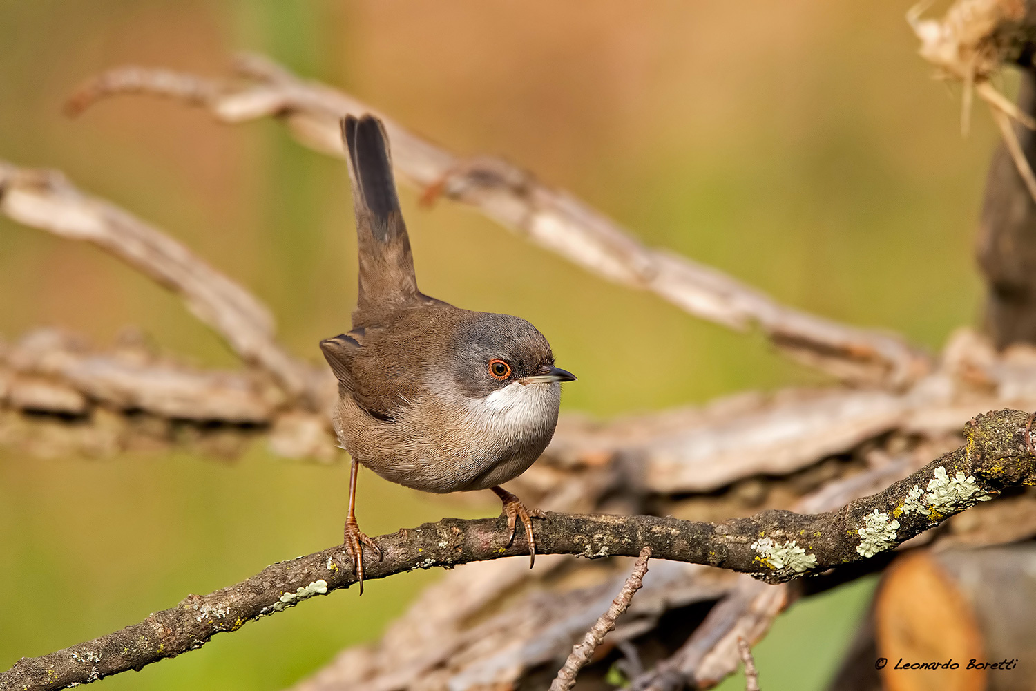 Occhiocotto