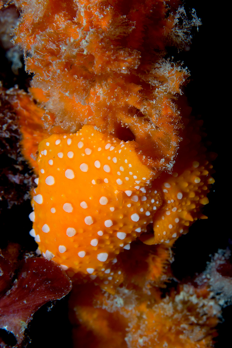 phyllidia flava