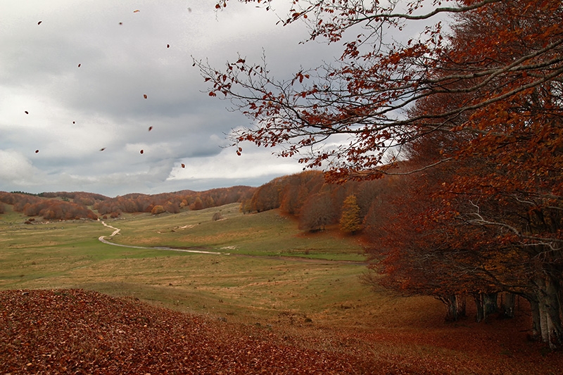 Contest 101 - Nebbie e colori dell'autunno
