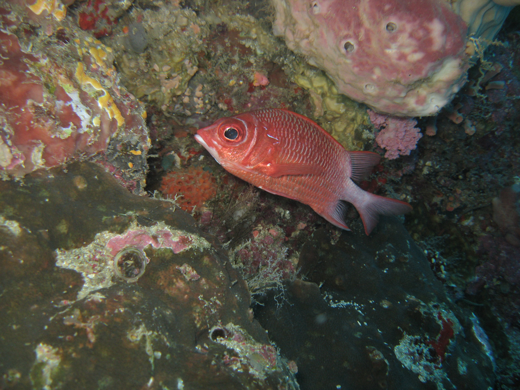 Pesce scoiattolo Coda argento, Sargocentron Caudimaculatus