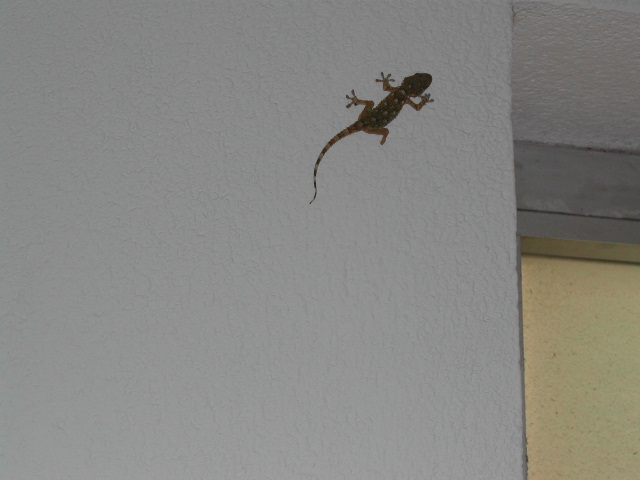 geco