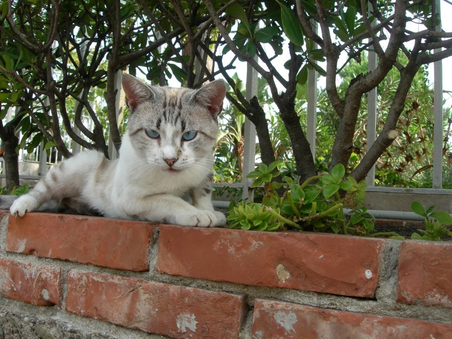 gatto