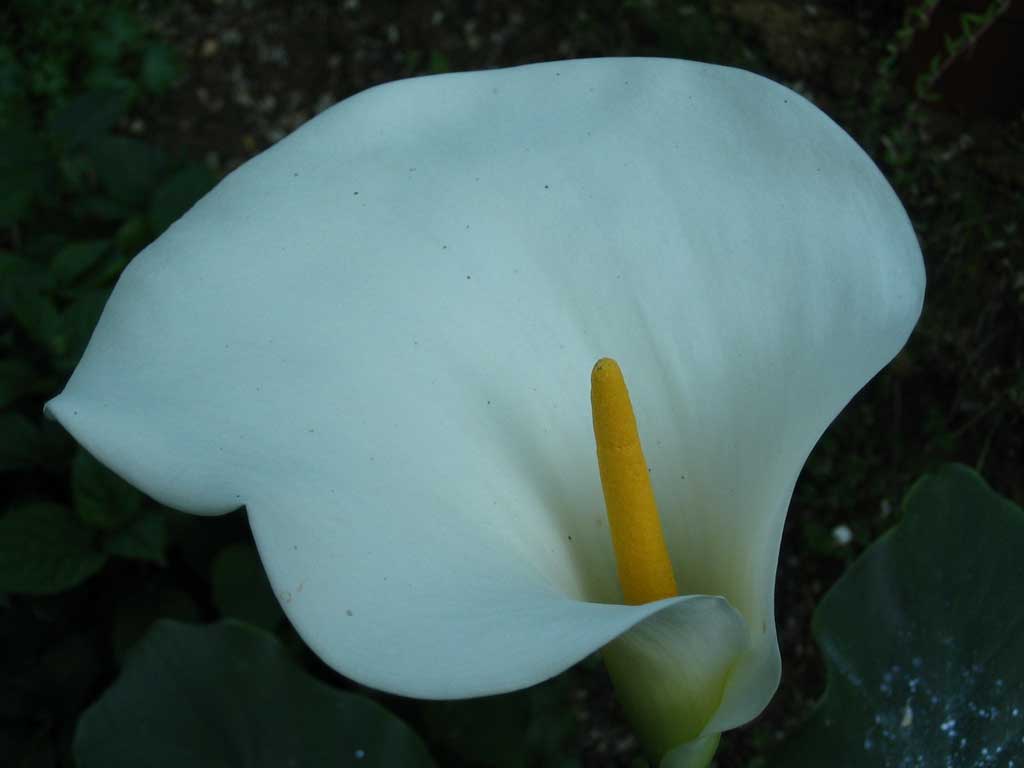 fiore