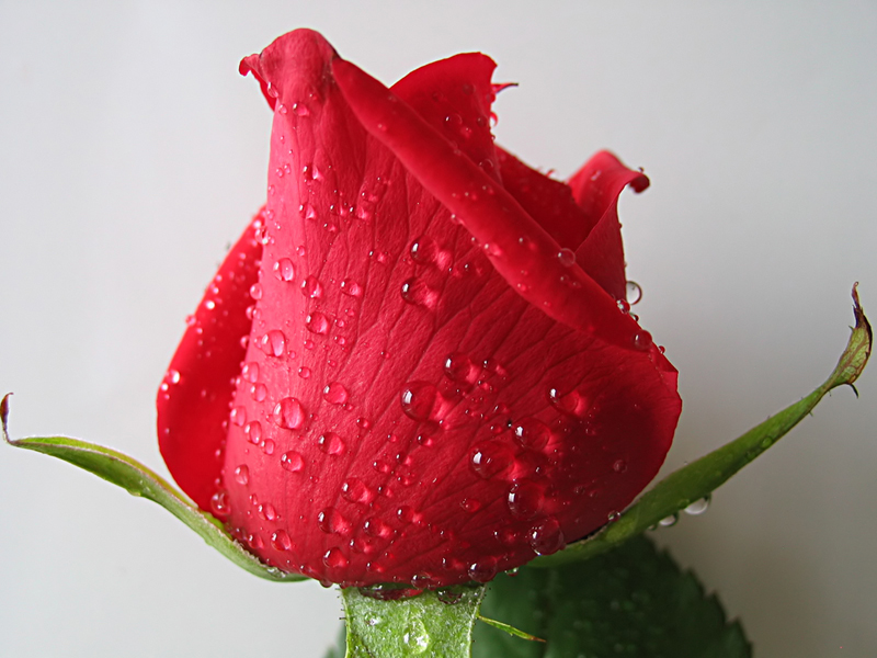Rosa rossa senza sfondo nero con ritocchi