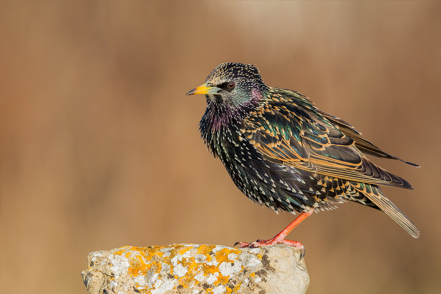 La meraviglia svelata