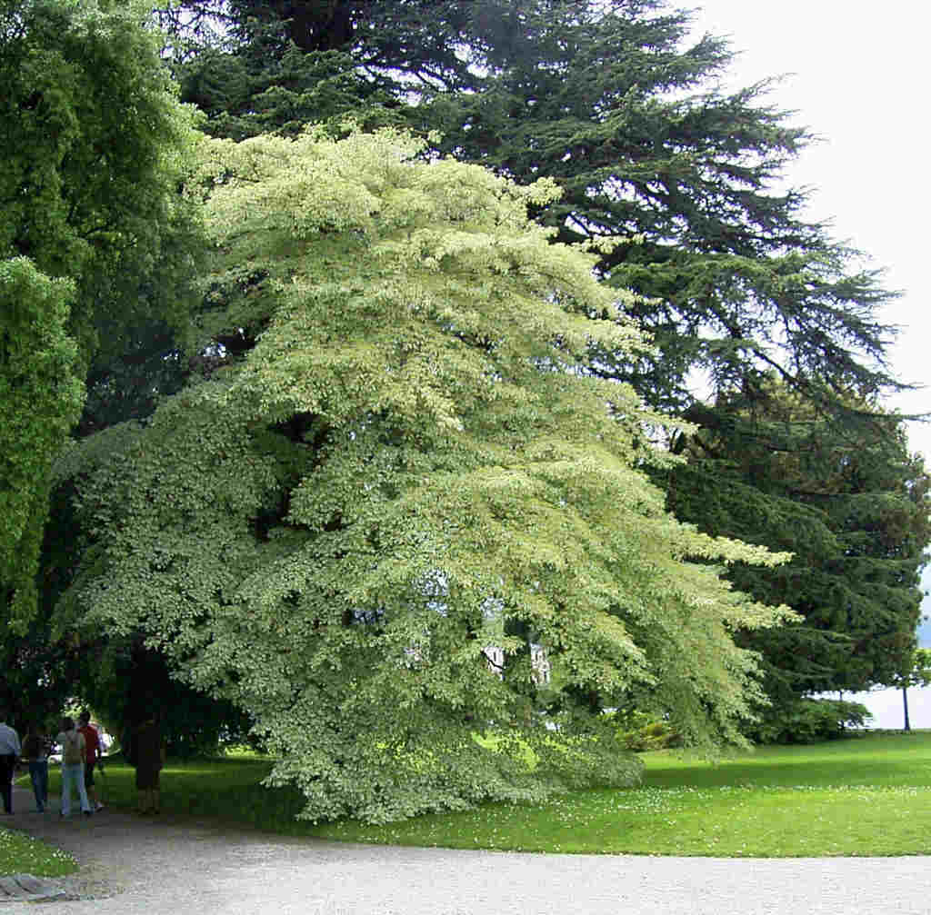 variet di verde