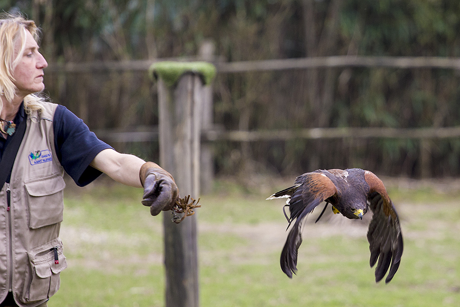 falconeria