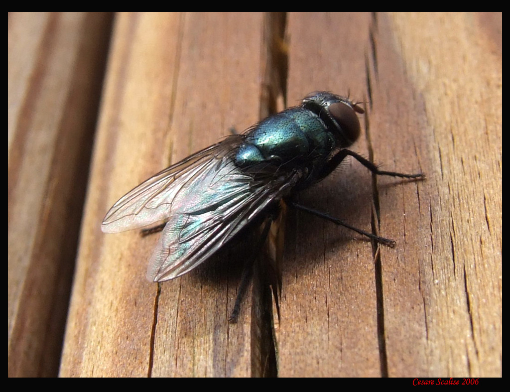 Mosca al sole