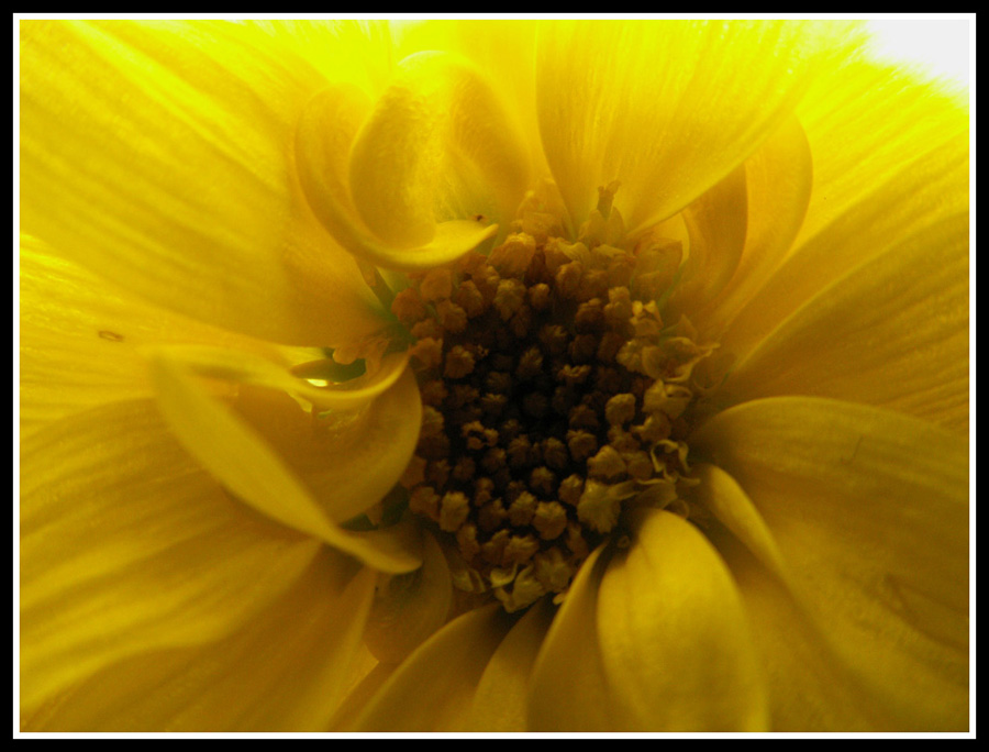Cuore di fiore