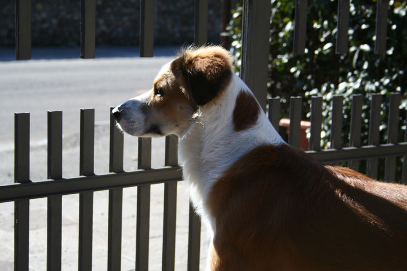 Sansone