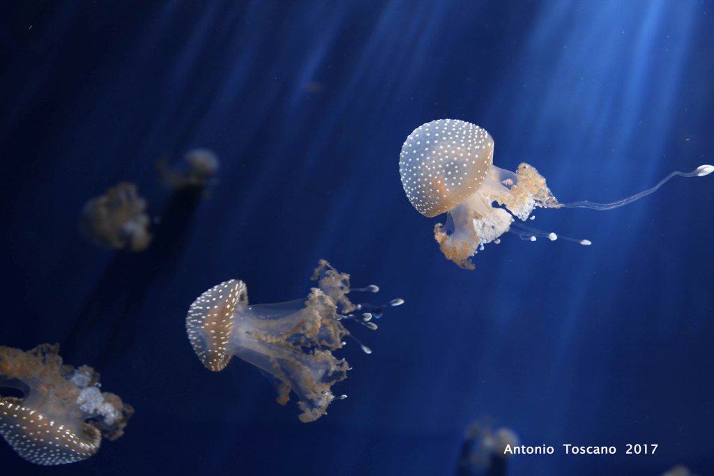 Meduse