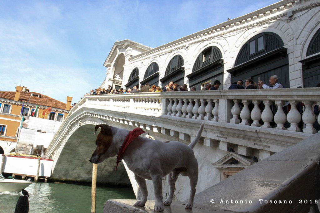 Cane a Rialto
