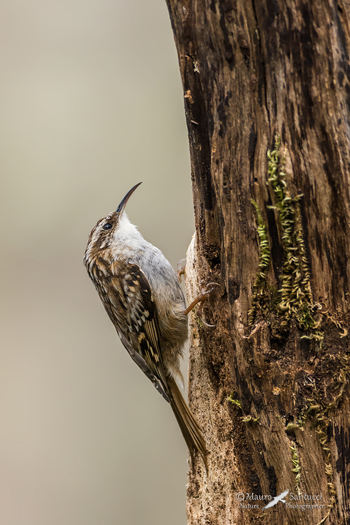 Rampichino comune
