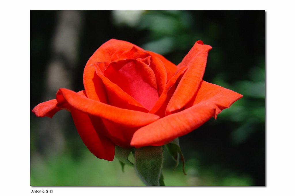 Rosa e sfocato
