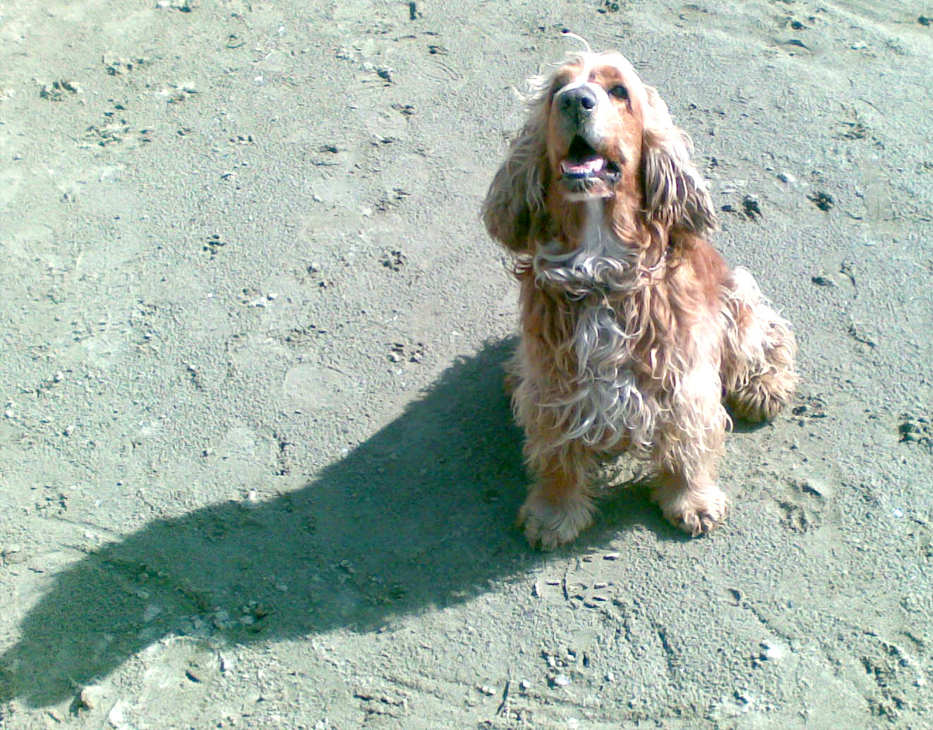 Il mio amico che f...