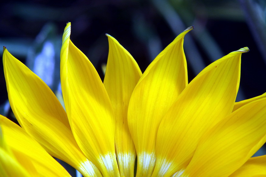 fiore26