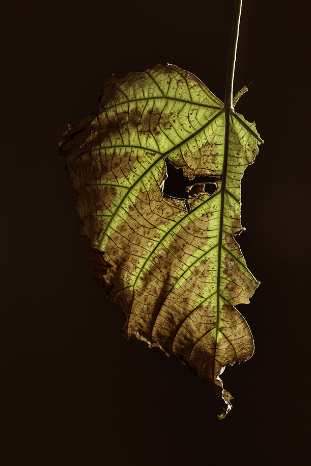 Particolare autunnale