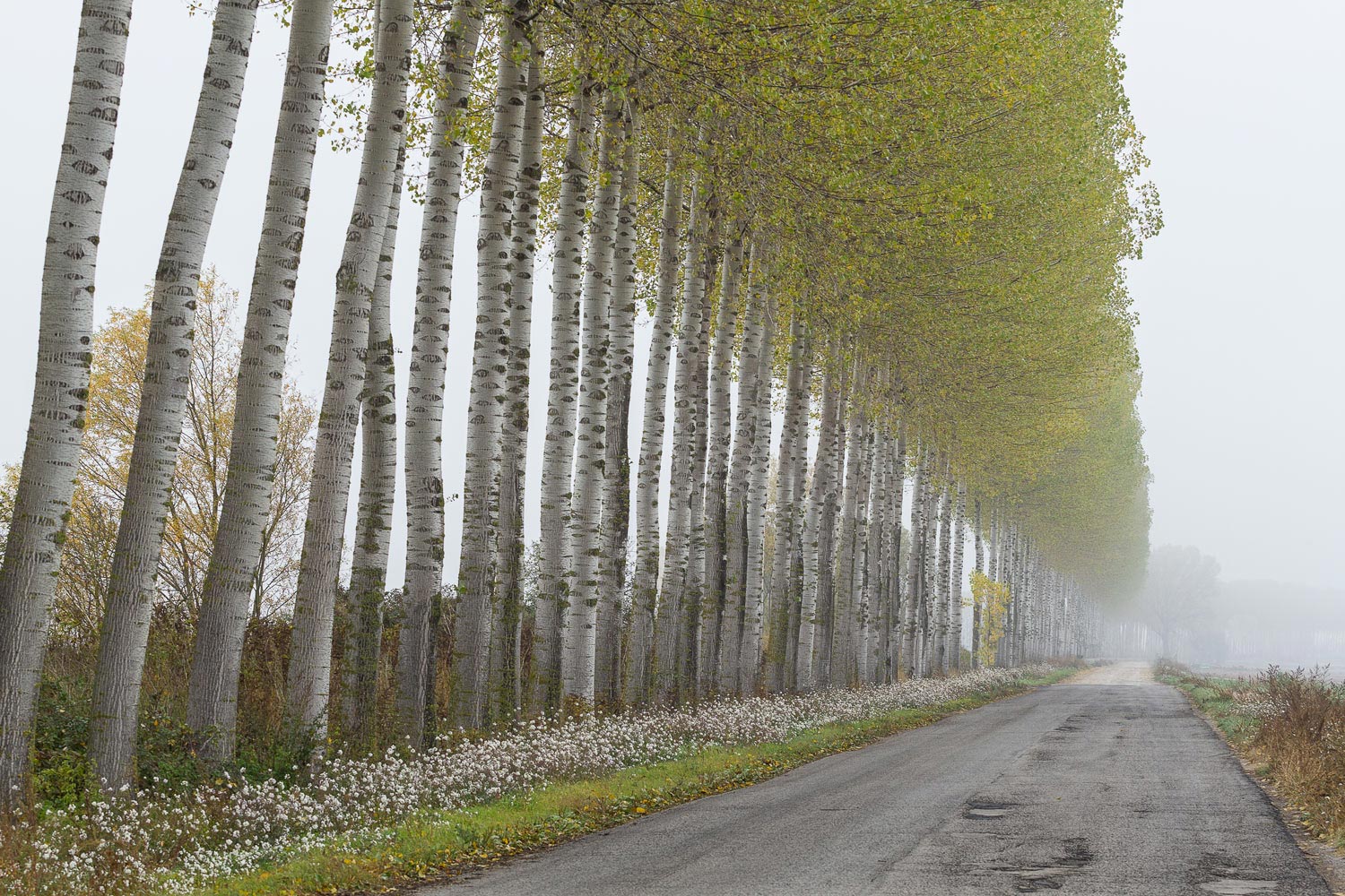 giganti nella nebbia