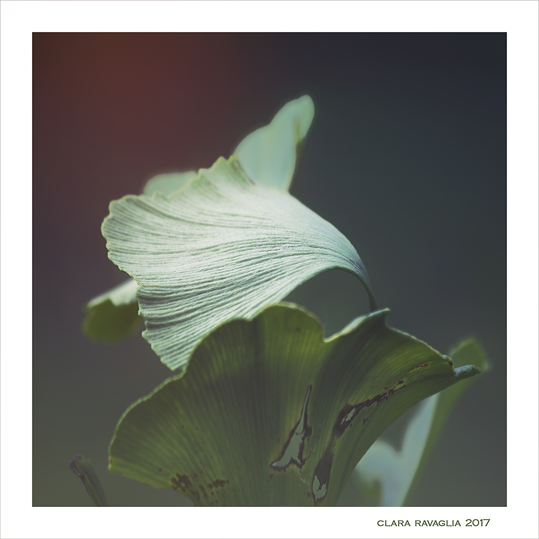 Ventagli.. nel verde