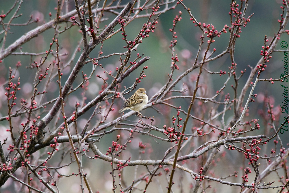 Passero in bella vista integrale due
