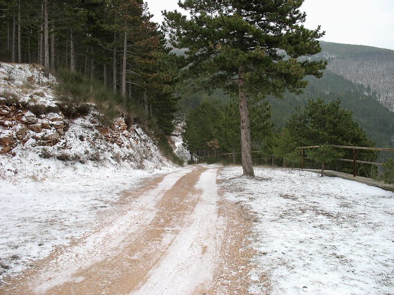 Pineta