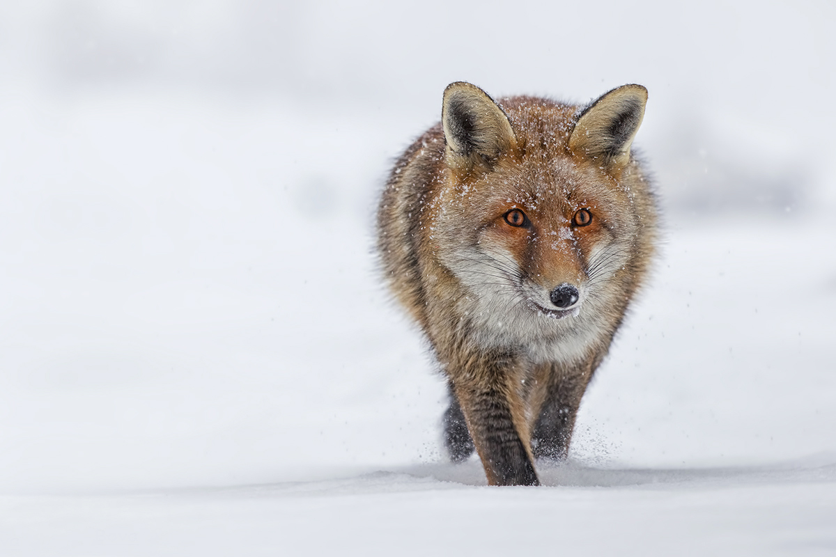 Fox