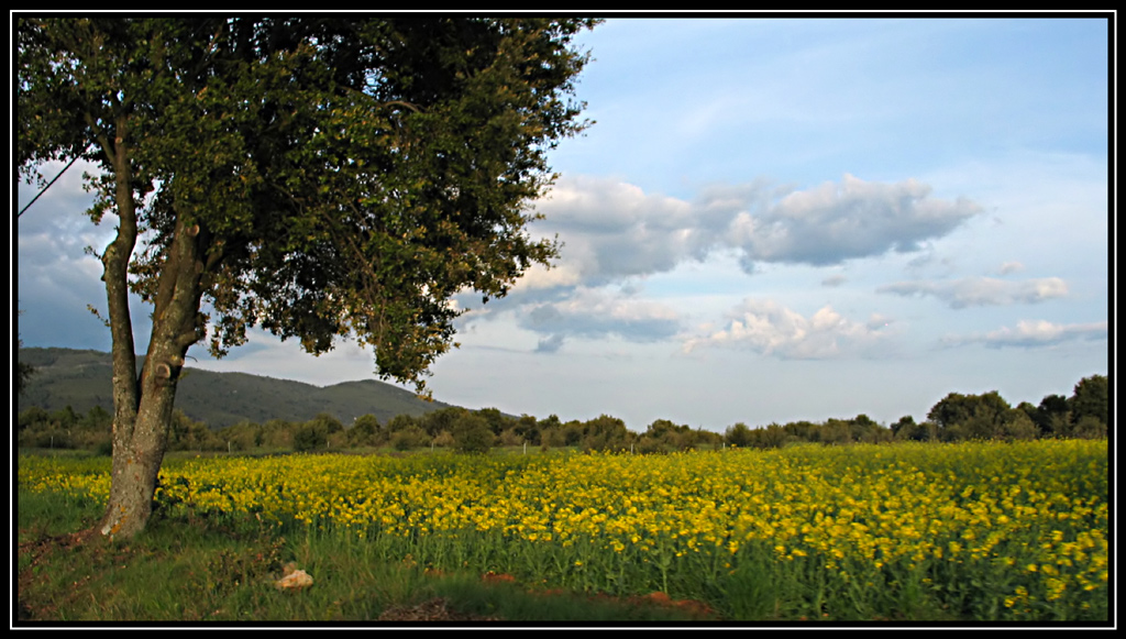 Provenza in fiore Provenza in fiore