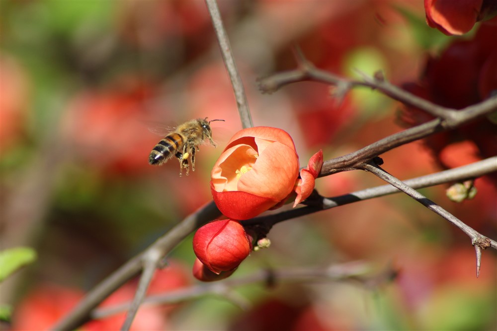 bee