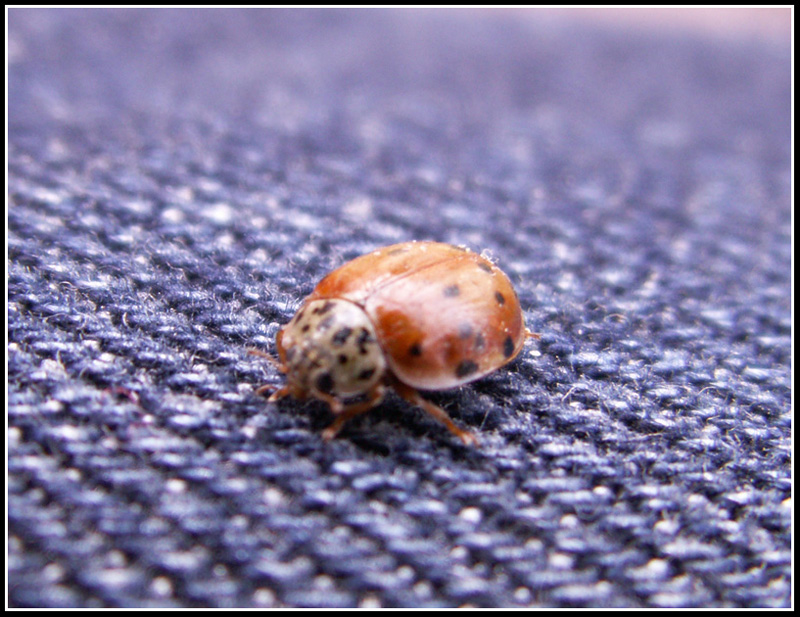 coccy