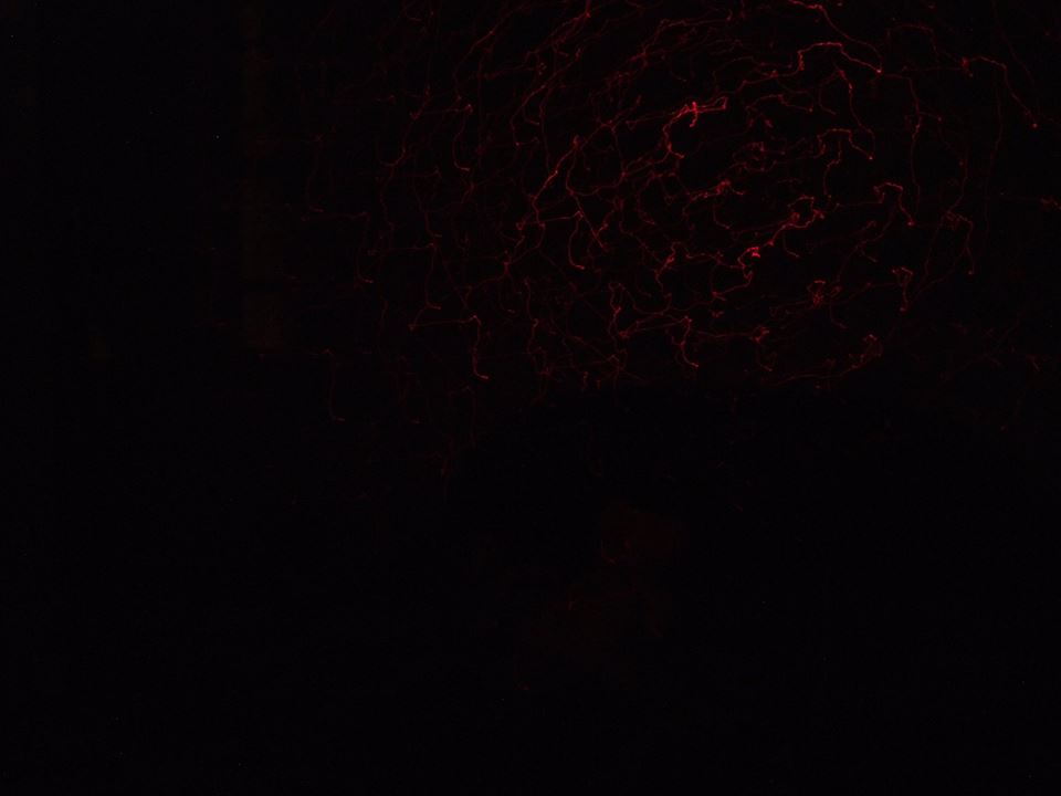 Ragazzi mi dareste una mano?