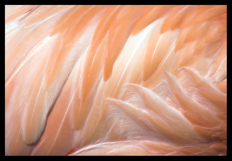 Piume