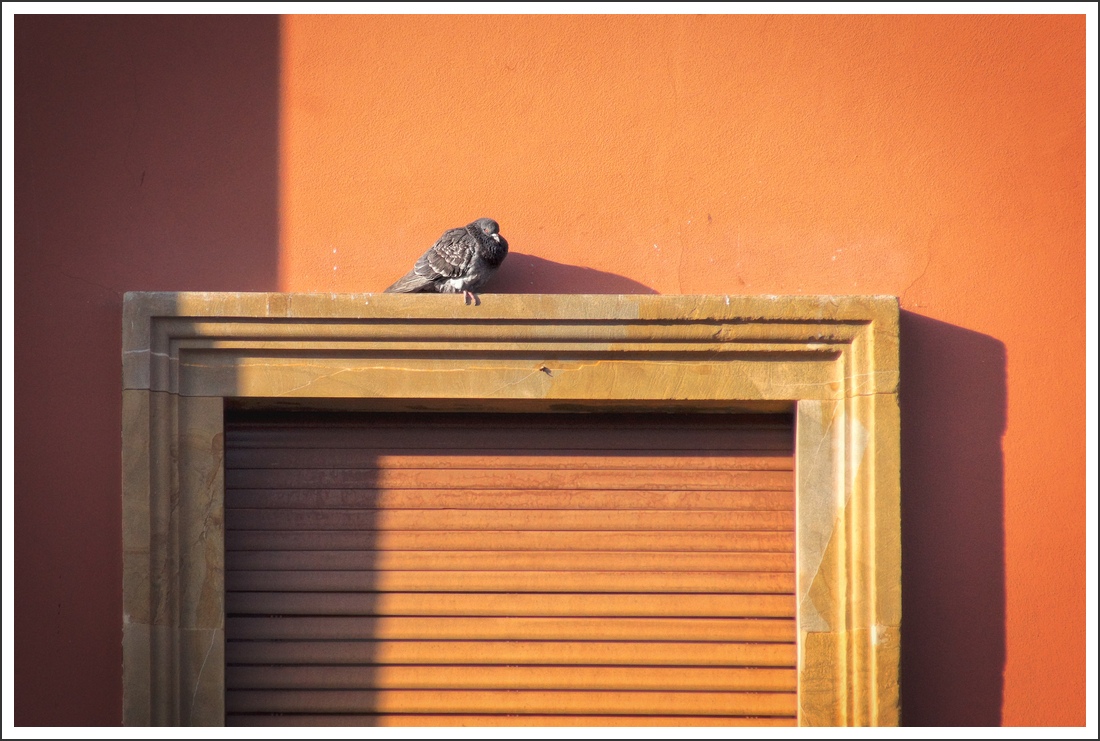 cornice con piccione