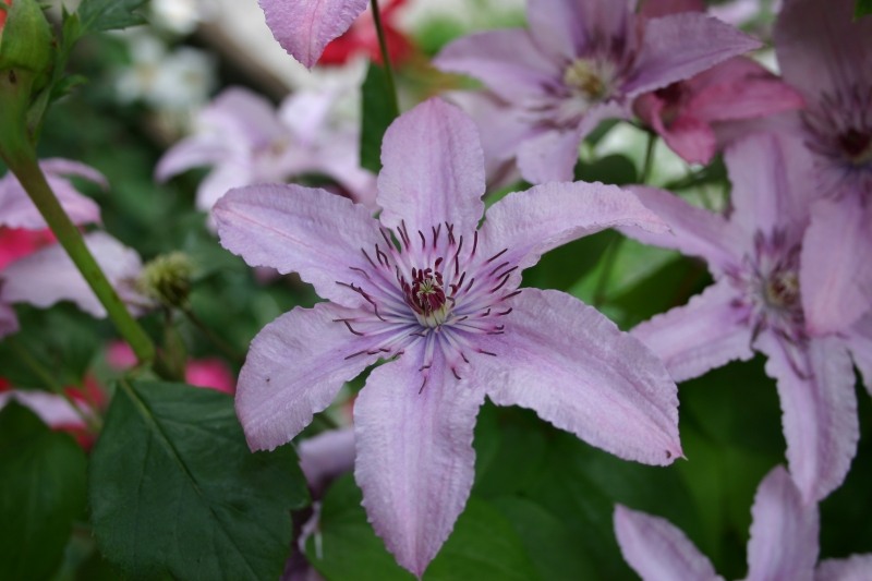 Il fiore