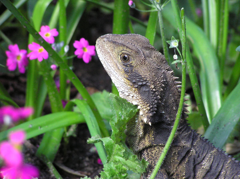 Lizard Sydney
