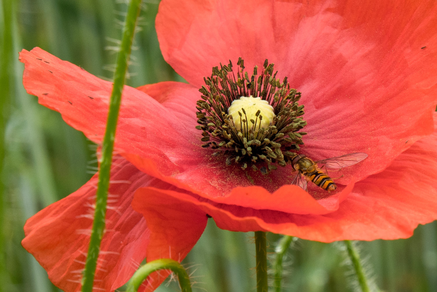 Di fiore in fiore