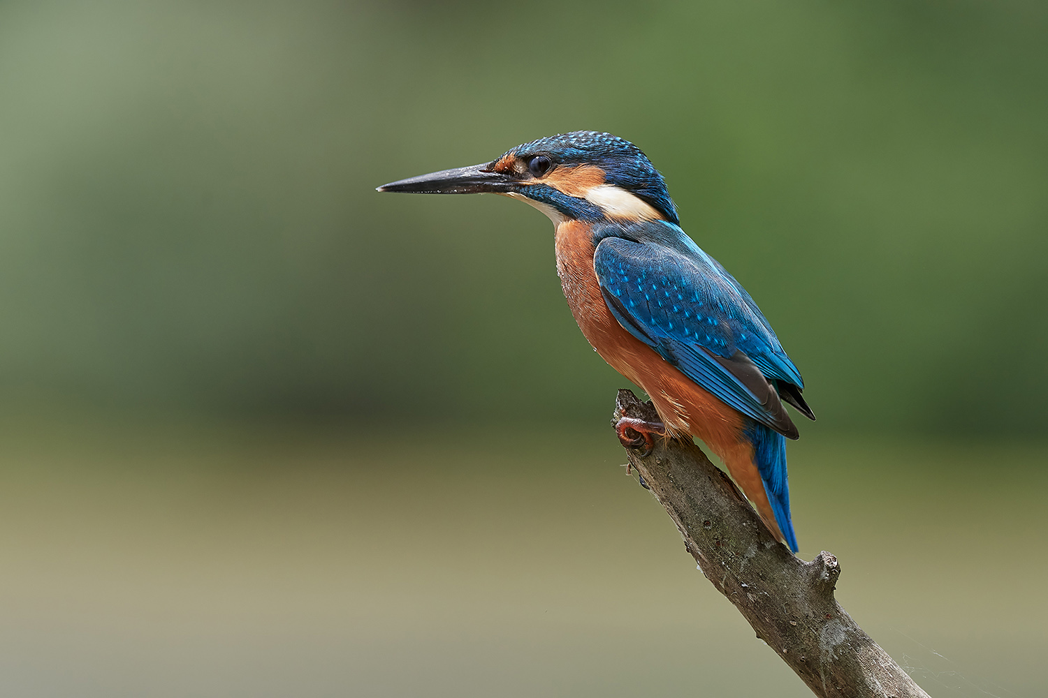 Alcedo Atthis
