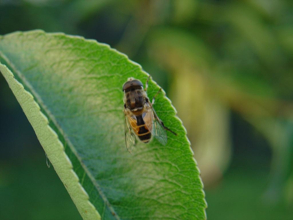 ApeMosca