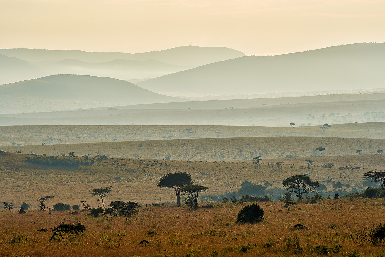 Prime luci sul Serengeti