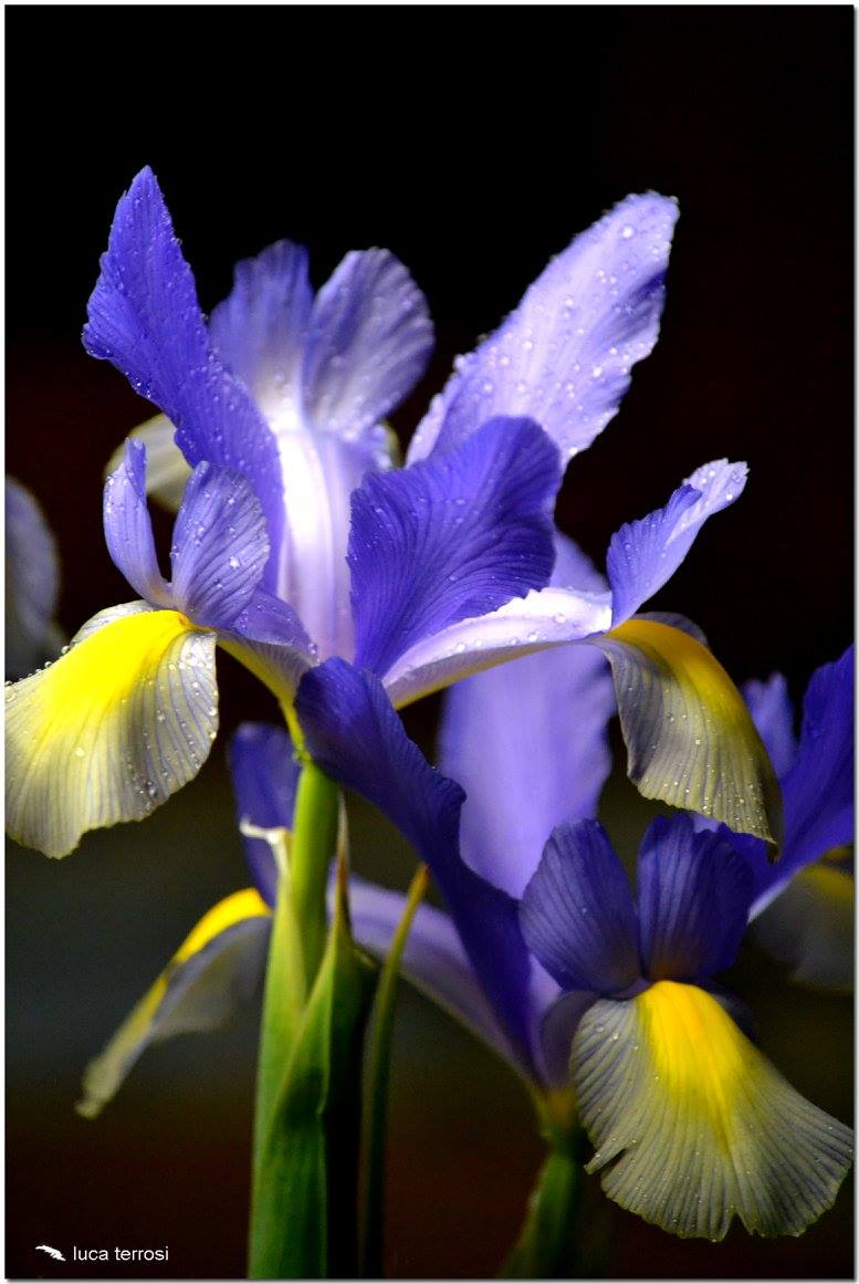 iris