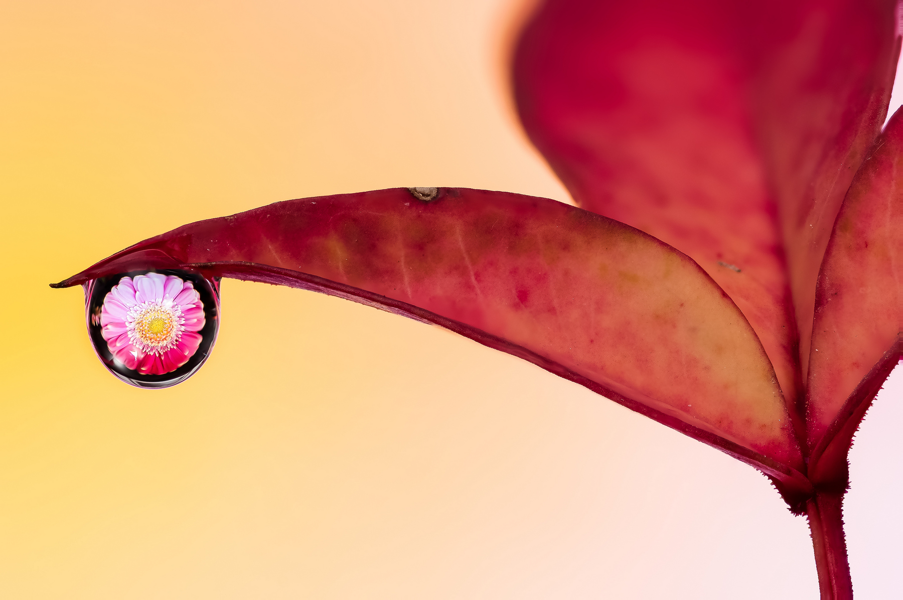 Drops e Flowers Gocce e Fiori Riflessi by Mario JR Nicorelli con Nikon D300s Macro fotografia - Macro Photography - Macro Foto Drops e Flowers Gocce e Fiori Riflessi by Mario JR Nicorelli con Nikon D300s Macro fotografia - Macro Photography - Macro Foto