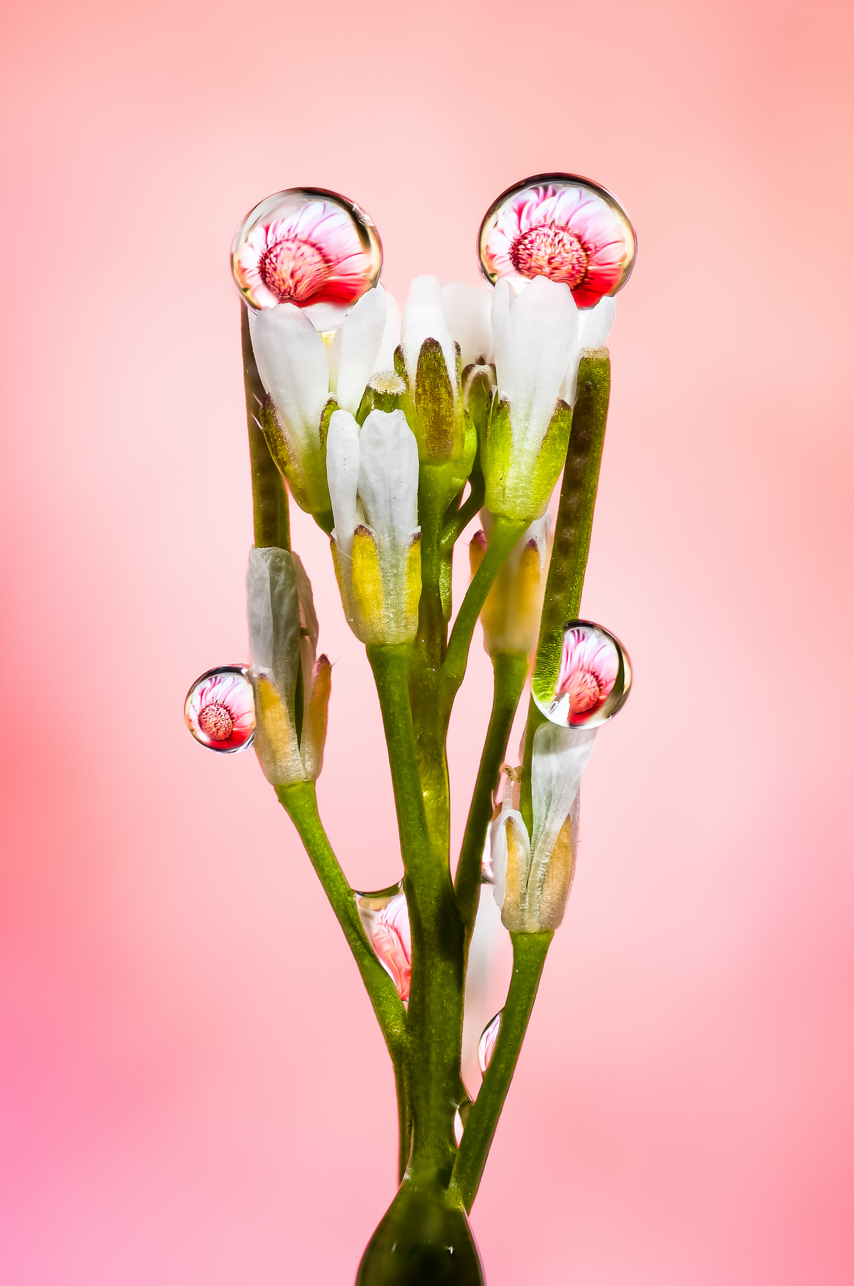 Drops e Flowers Gocce e Fiori Riflessi by Mario JR Nicorelli con Nikon D300s Macro fotografia - Macro Photography - Macro Foto Drops e Flowers Gocce e Fiori Riflessi by Mario JR Nicorelli con Nikon D300s Macro fotografia - Macro Photography - Macro Foto