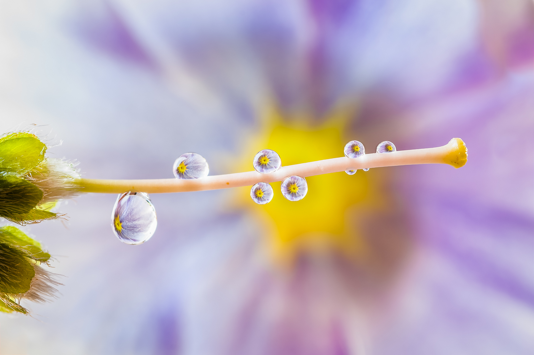 Drops e Flowers Gocce e Fiori Riflessi by Mario JR Nicorelli con Nikon D300s Macro fotografia - Macro Photography - Macro Foto Drops e Flowers Gocce e Fiori Riflessi by Mario JR Nicorelli con Nikon D300s Macro fotografia - Macro Photography - Macro Foto