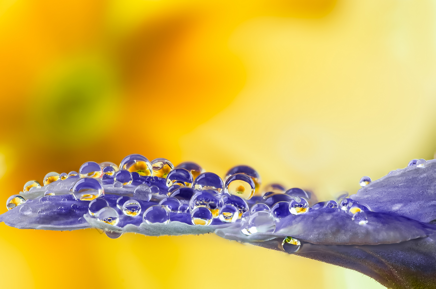 Drops e Flowers Gocce e Fiori Riflessi by Mario JR Nicorelli con Nikon D300s Macro fotografia - Macro Photography - Macro Foto Drops e Flowers Gocce e Fiori Riflessi by Mario JR Nicorelli con Nikon D300s Macro fotografia - Macro Photography - Macro Foto