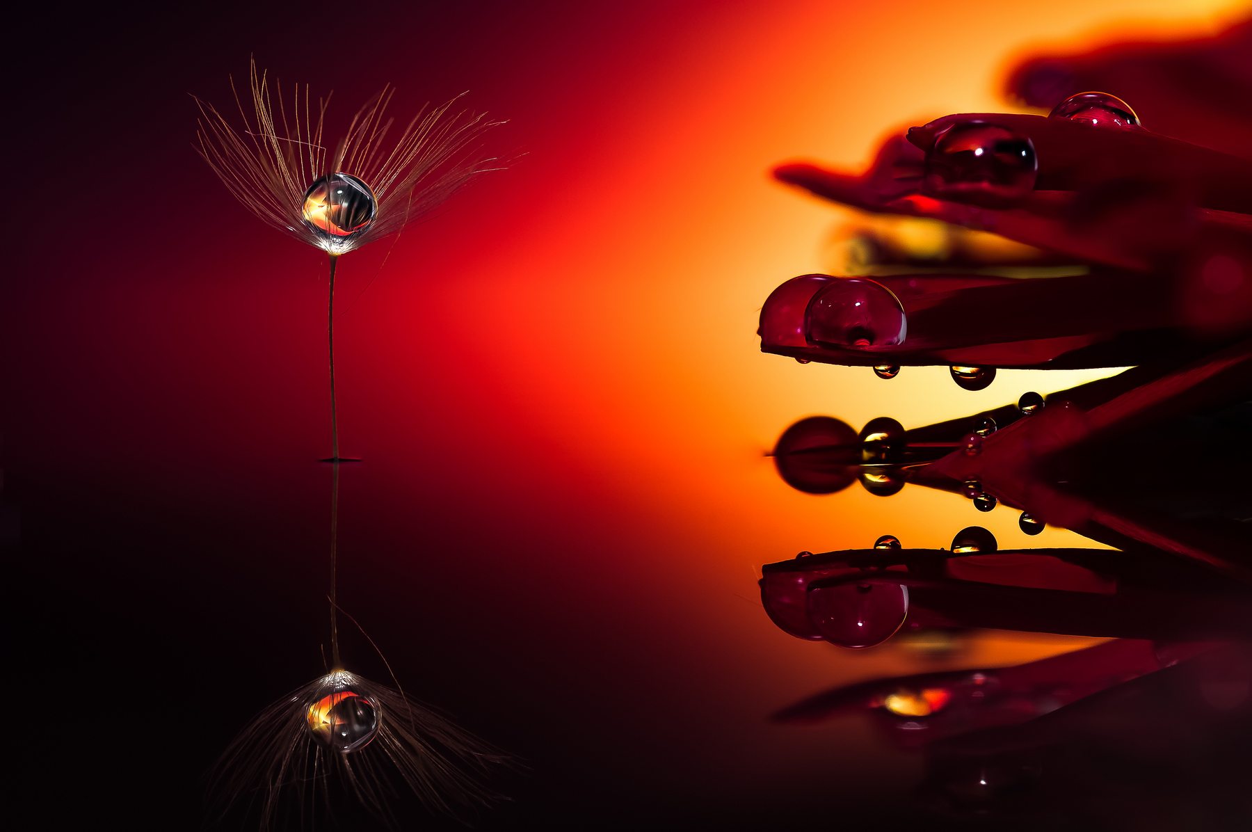 Drops e Flowers Gocce e Fiori Riflessi by Mario JR Nicorelli con Nikon D300s Macro fotografia - Macro Photography - Macro Foto Drops e Flowers Gocce e Fiori Riflessi by Mario JR Nicorelli con Nikon D300s Macro fotografia - Macro Photography - Macro Foto