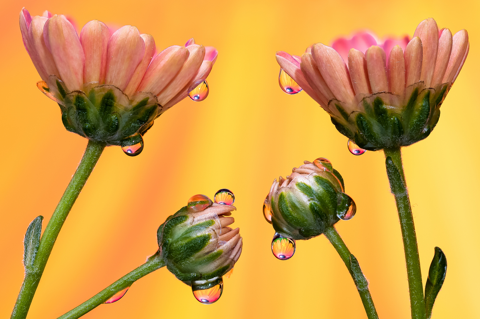 Drops e Flowers Gocce e Fiori Riflessi