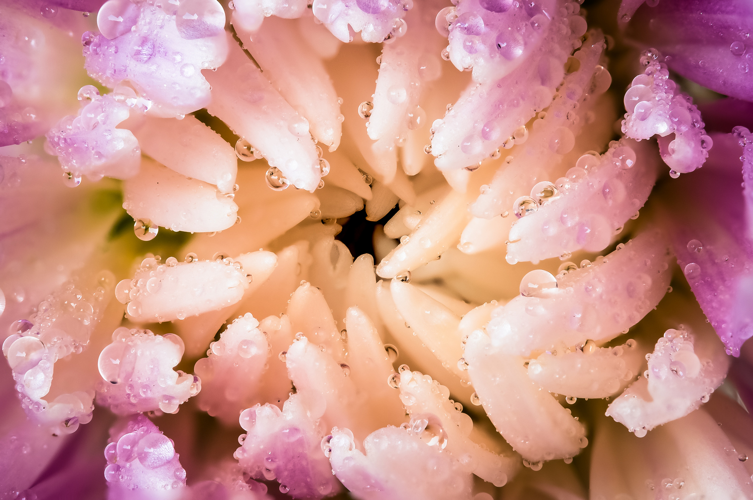 Drops Flowers Gocce Fiori Riflessi
